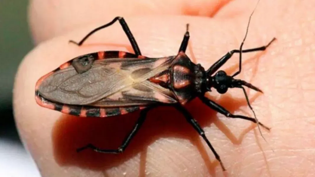 salta refuerza la lucha contra el chagas prevencion diagnostico y tratamiento gratuito