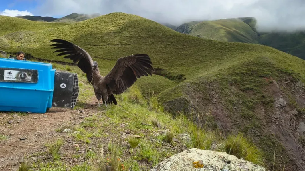 condores que regresan al cielo doble liberacion en las alturas de cachi