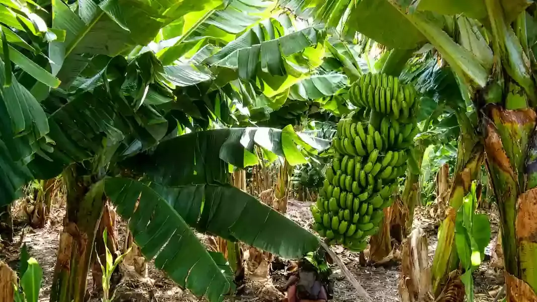 productores advierten que la nueva medida nacional pone en riesgo la produccion bananera del norte