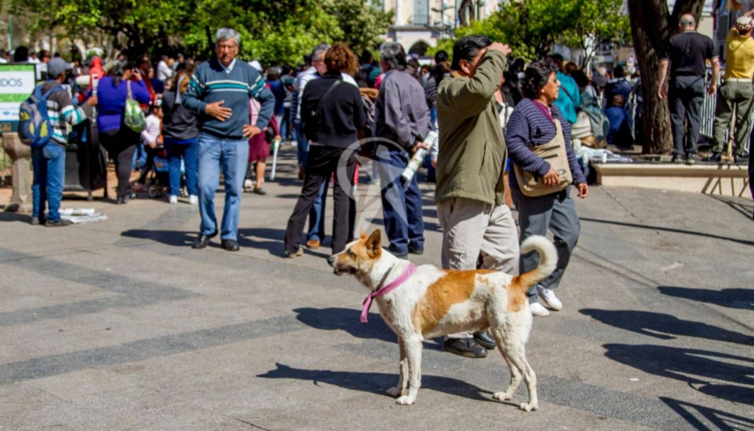 capital instan a identificar con cintas de colores a los perros que lleguen con las peregrinaciones