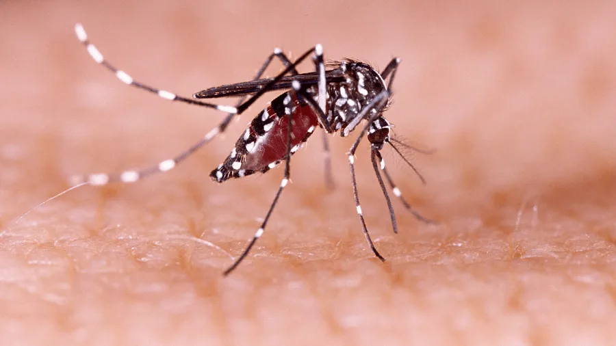 Salud descarta circulación autóctona de chikungunya tras la confirmación de un caso importado