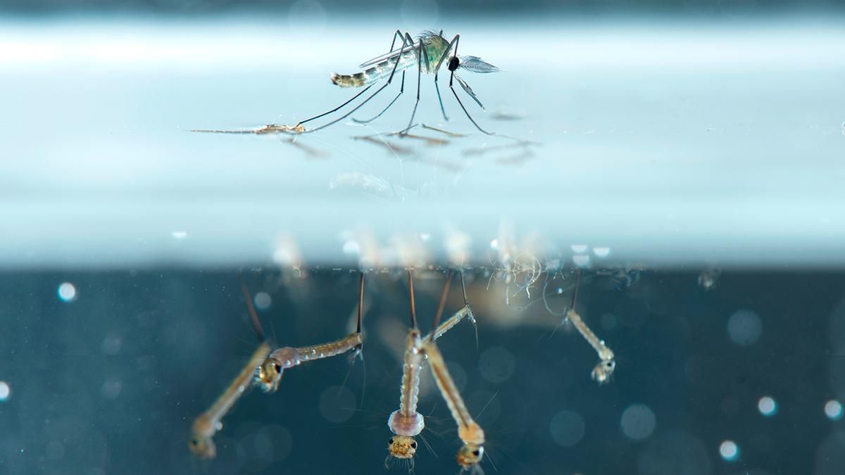 aseguran que en un brote de dengue el 80 de casos son asintomaticos