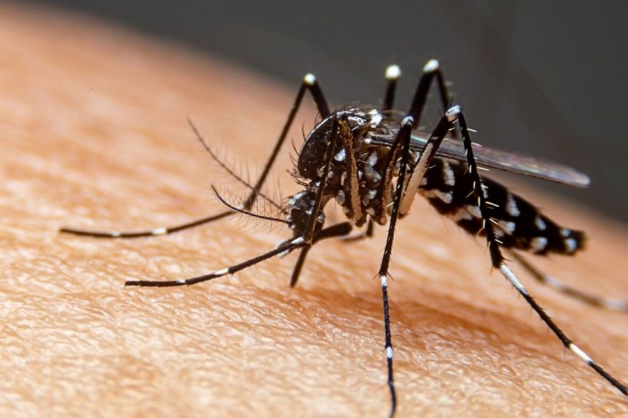 no paran de crecer los casos de dengue se confirmaron mas de 800 casos en salta