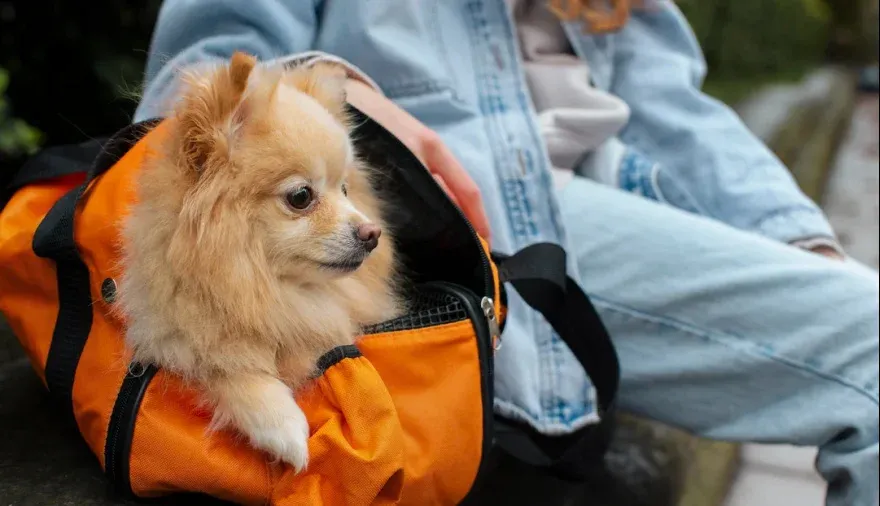 se podra viajar con mascotas en colectivos de larga distancia requisitos y animales permitidos