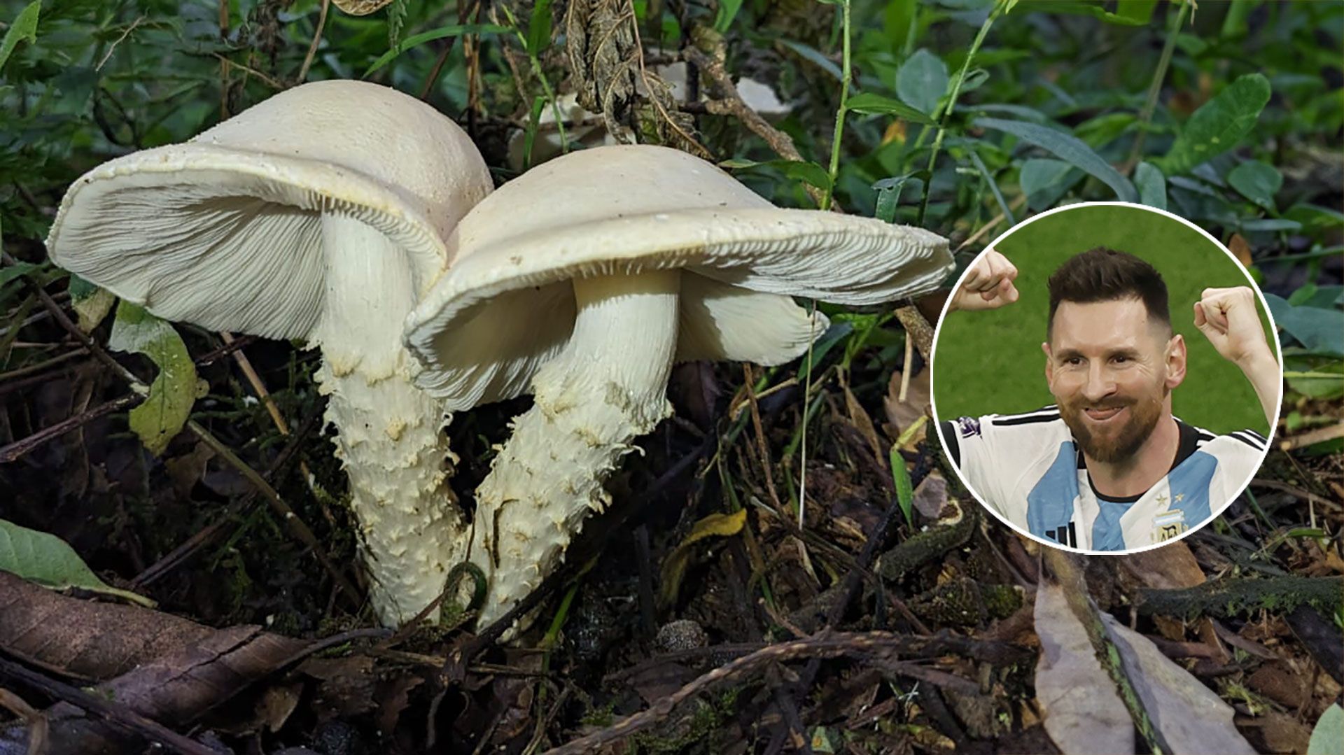 parque baritu identificaron hongo desconocido para la ciencia y lo nombraron cercopemyces messii en homenaje a messi