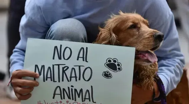oran dos hermanos condenados por crueldad animal