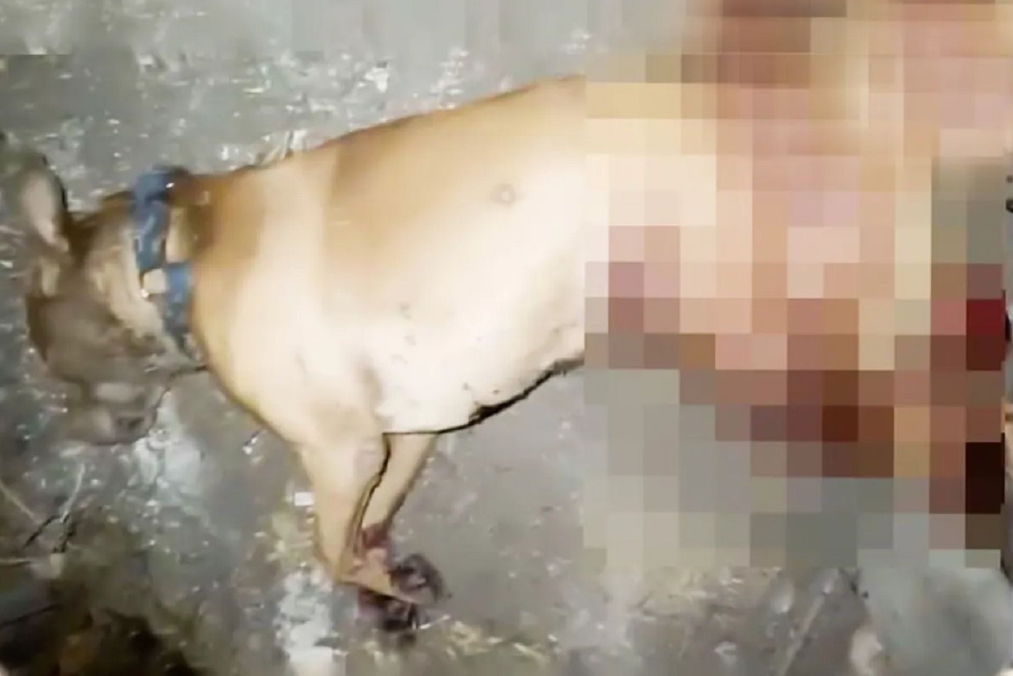 orangendarme confirmo que mato a un pit bull porque atacaba a su mujer y su mascota