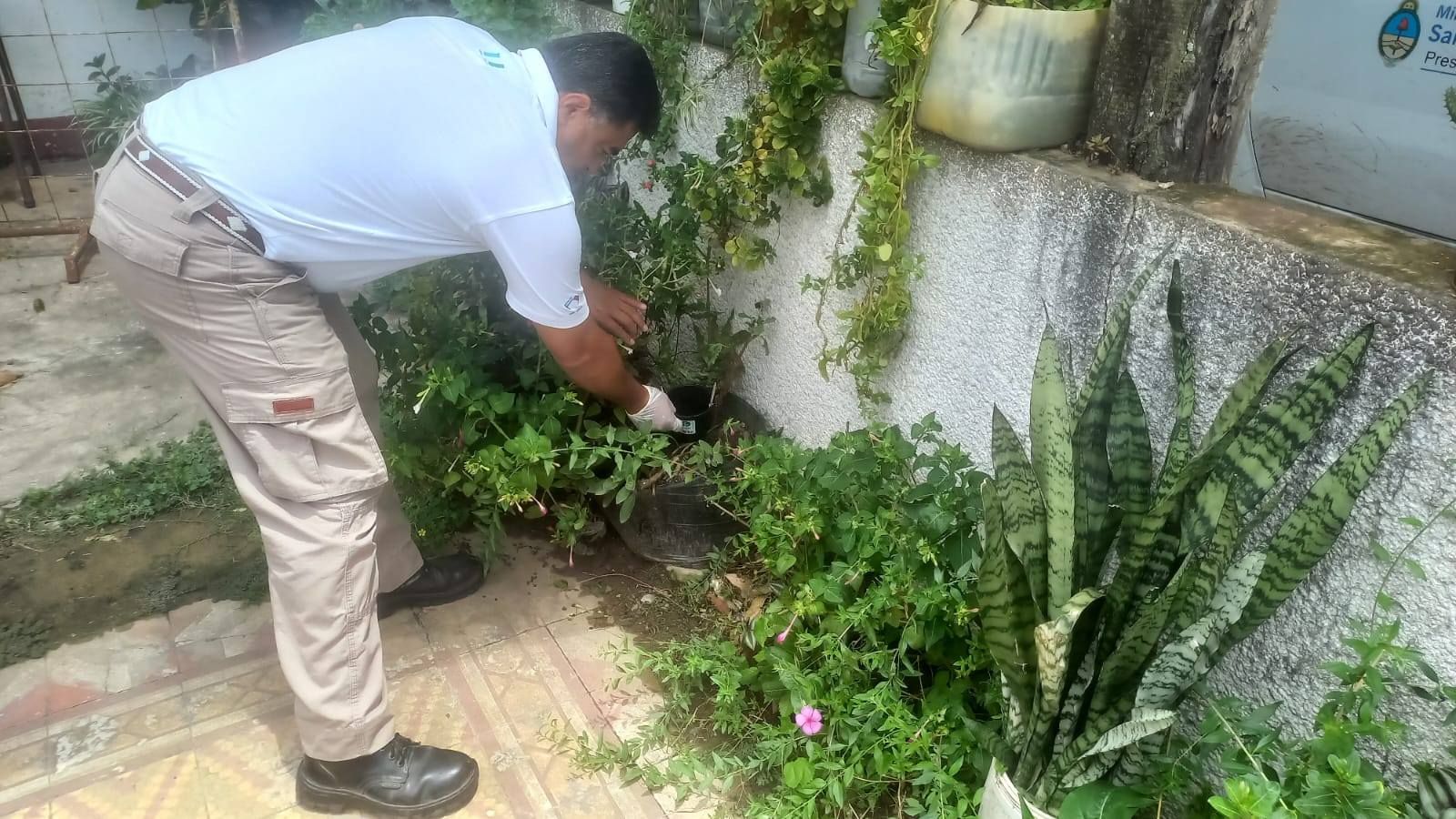 alerta sanitaria en oran detectan alta presencia del mosquito aedes aegypti en la ciudad