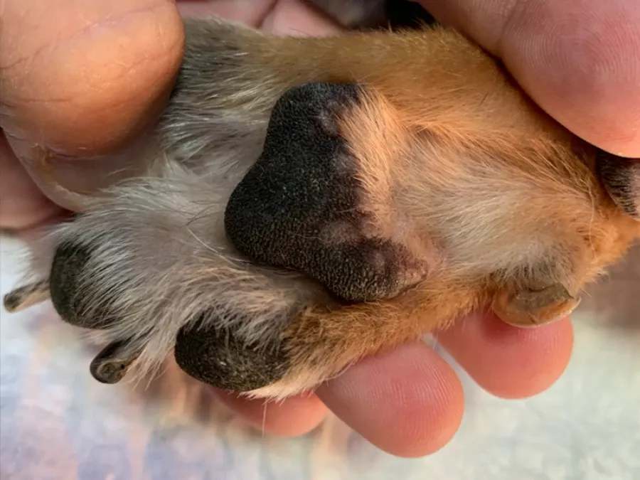 alerta sanitaria en salta crecen los casos de leishmaniasis canina y otras enfermedades bajo vigilancia