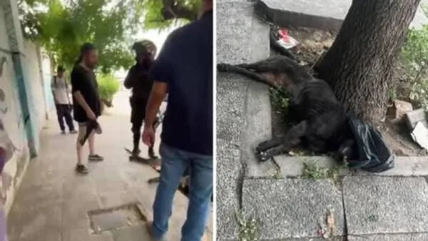La perrita atacada en Salta está viva