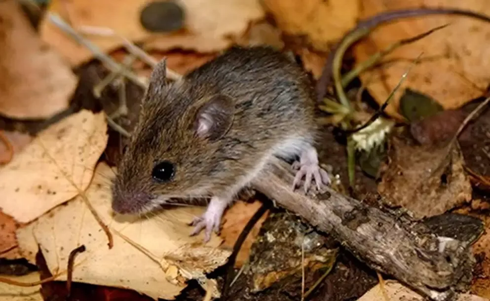 una nena de 10 anos murio por hantavirus en la provincia de buenos aires
