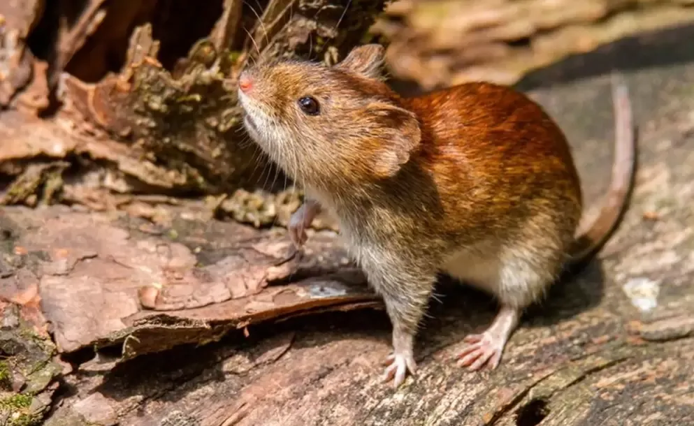 confirmaron un caso de hantavirus en un hombre que viajo recientemente a jujuy y salta