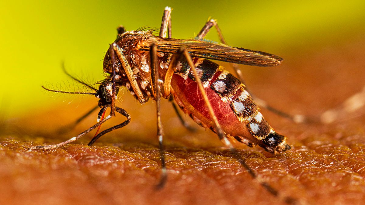 comunicado del gobierno por epidemia de dengue culpa a los medios y al gobierno anterior