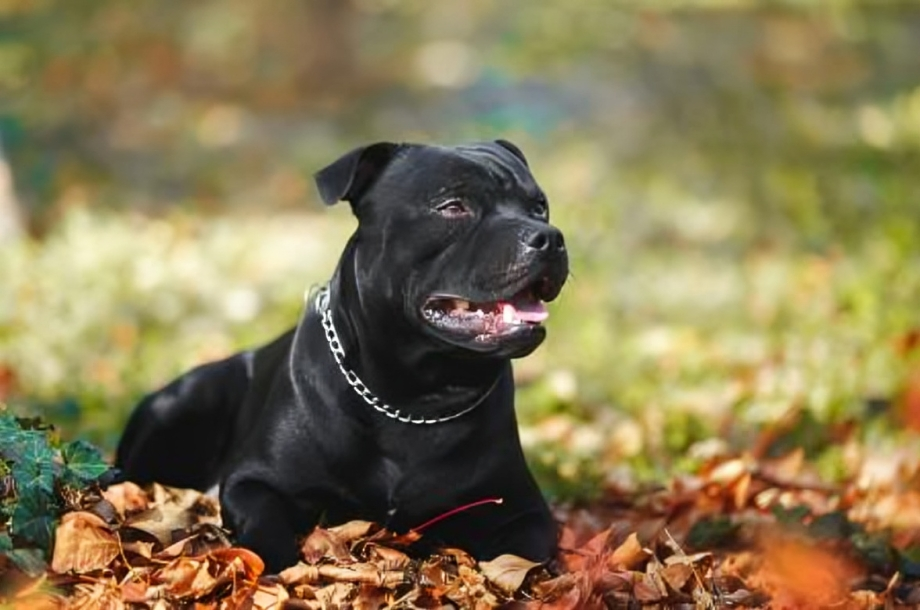 barrio siglo xxi secuestran a un perro pitbull que mordio a un nino de cinco anos