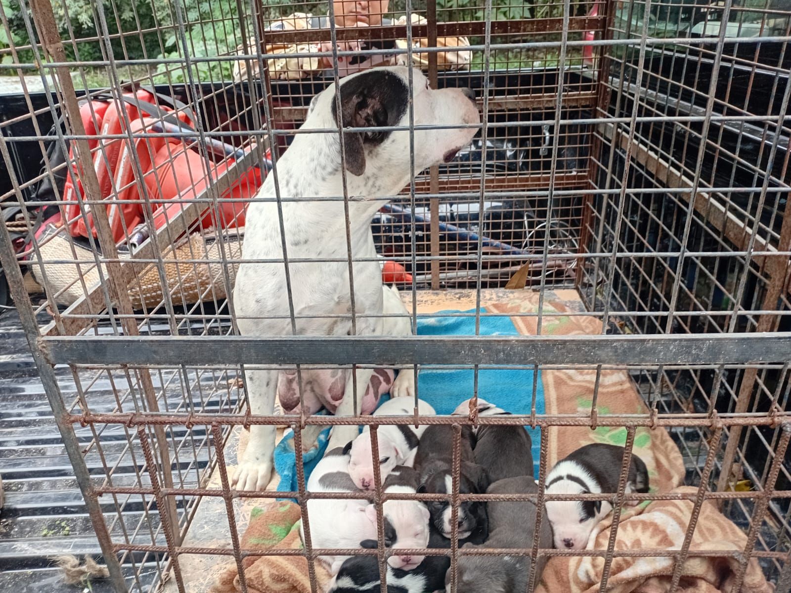 rescatan 10 perros en barrio mosconi en el marco de una causa por maltrato animal