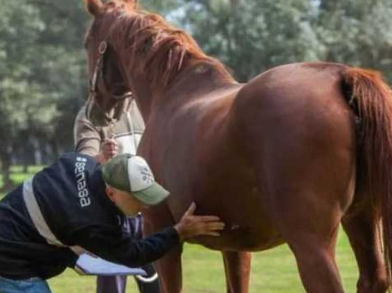 santa fe alerta se detecto un caso humano de encefalitis equina