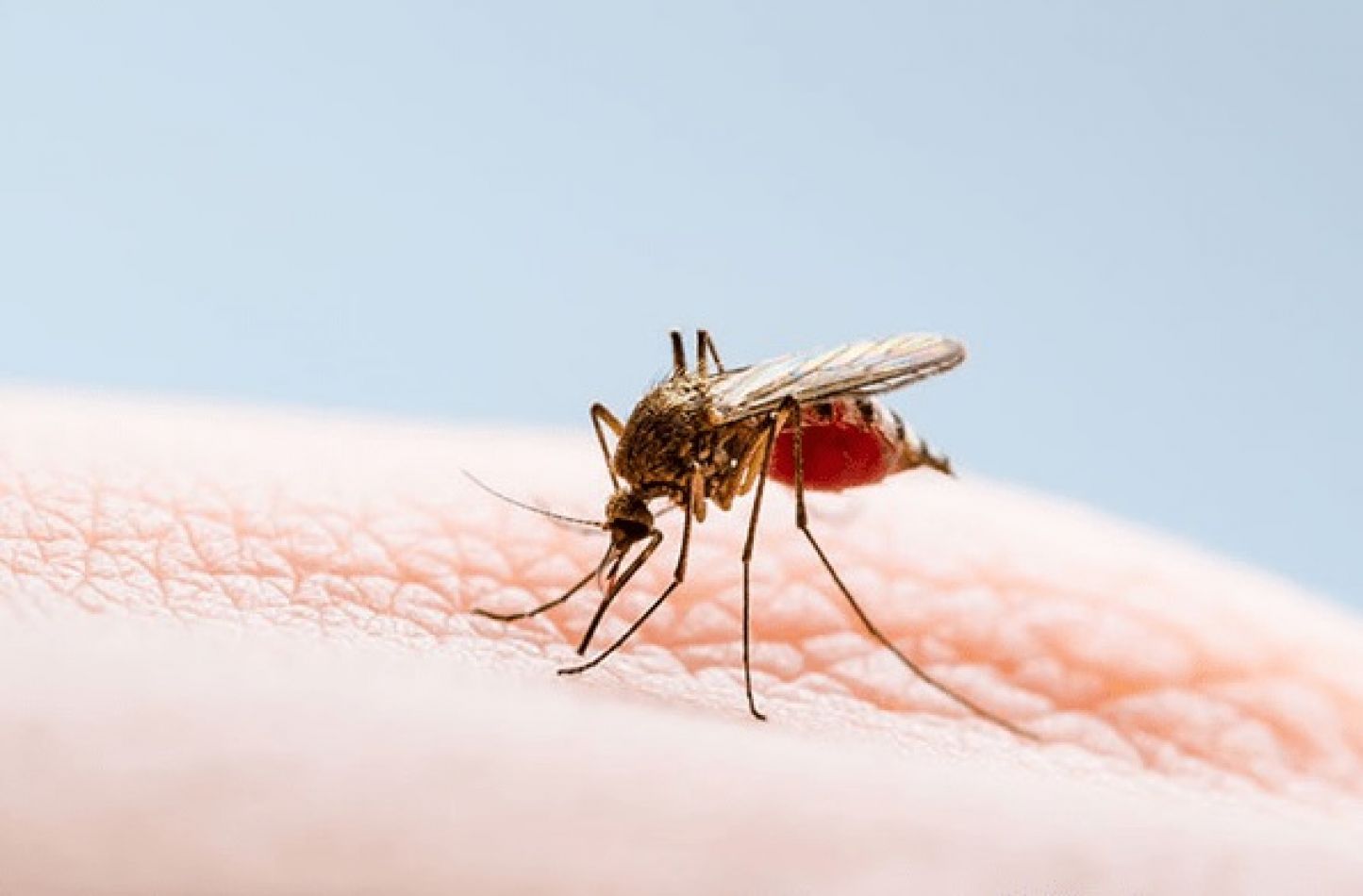 salta tiene mas de 30 casos de dengue confirmados y 550 casos sospechosos