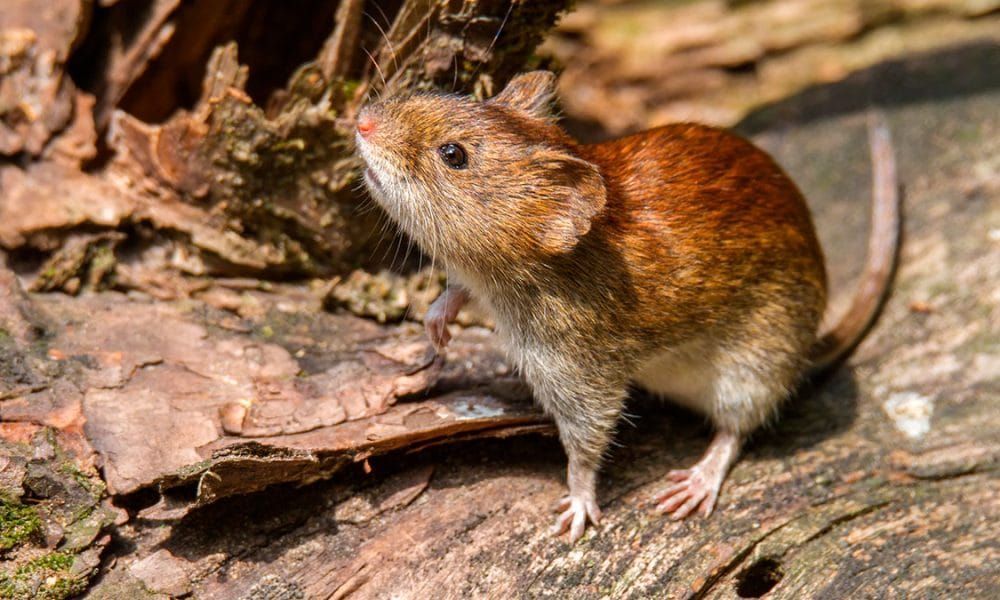 hantavirus ya son cuatro los fallecidos y refuerzan la prevencion en oran