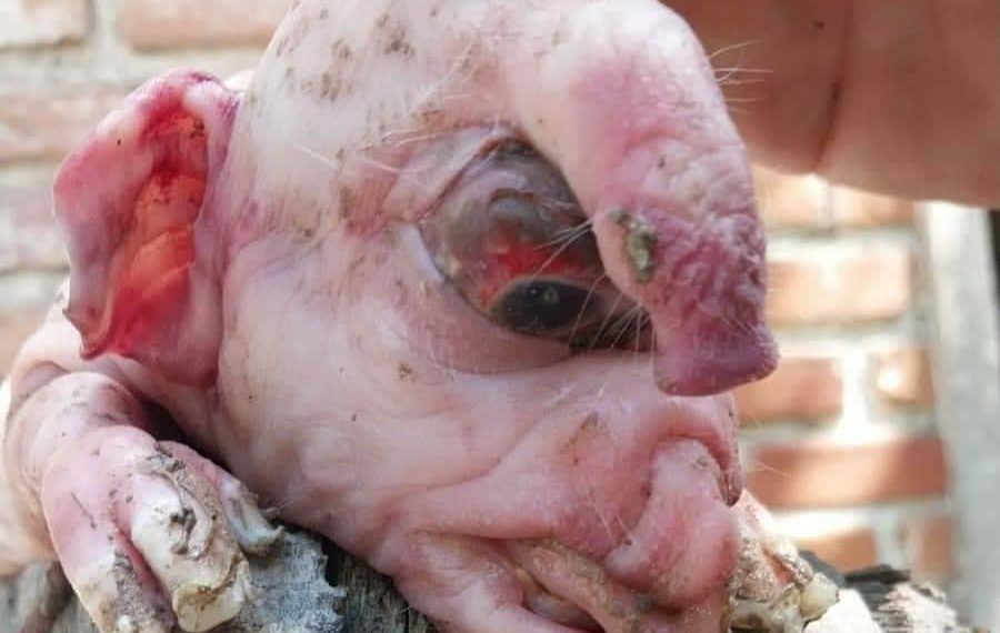 sucedio en clorinda nacio un cerdo con aspecto humano y genero revuelo