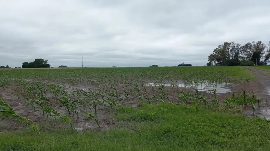 vientos que arrasaron cosechas salta avanza con la emergencia agropecuaria en colonia santa rosa