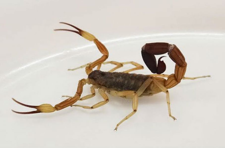alacranes en salta asi pide zoonosis capturarlos vivos para fabricar el antidoto
