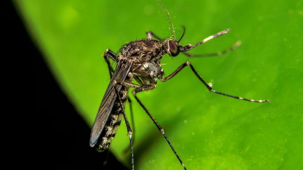 alerta silenciosa salta incorpora al virus oropouche en su radar epidemiologico