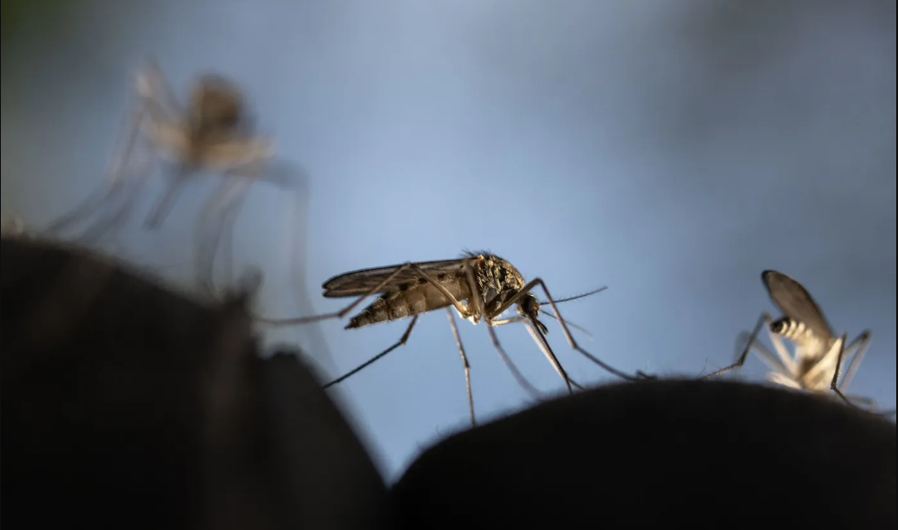 buenos aires se encuentra bajo una invasion de mosquitos que pueden transmitir encefalitis equina