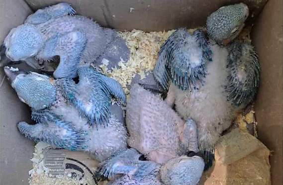 oran rescataron un caja con pichones de guacamayos que llevaban de contrabando
