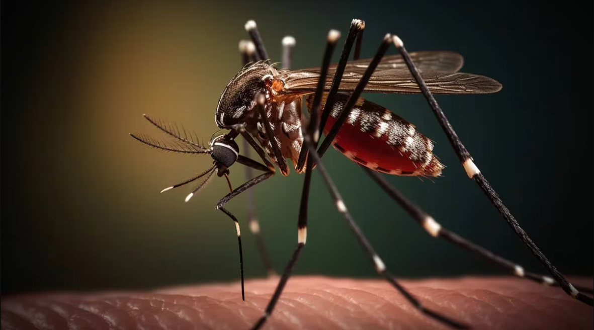 alerta dengue aseguran que el cambio climatico ayudo a la correcta adaptacion del virus
