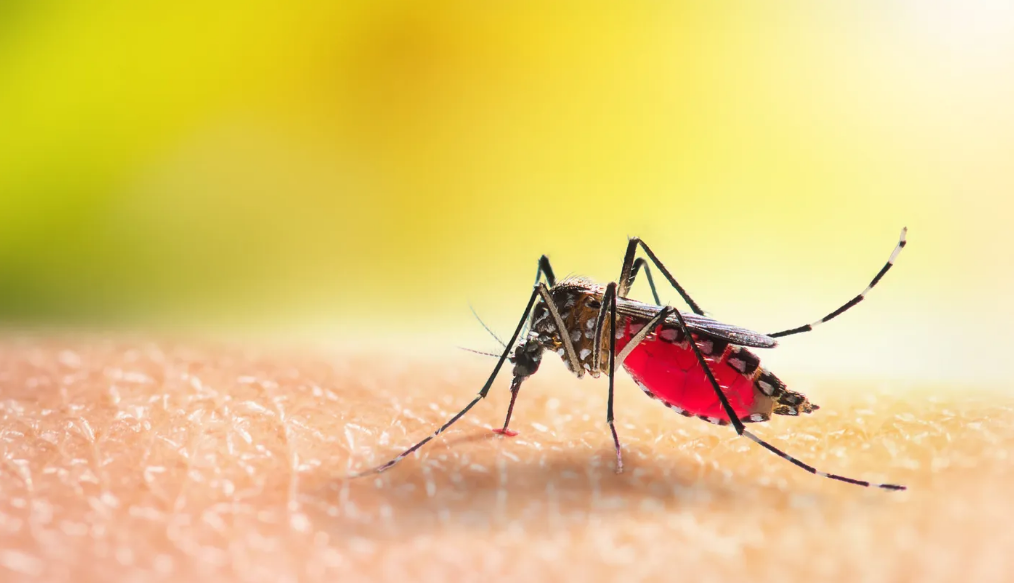 los casos de dengue en salta van en aumento con 73 casos confirmados