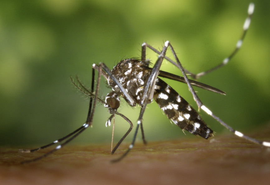 chikungunya alertan por un posible aumento de casos tras lluvias e inundaciones