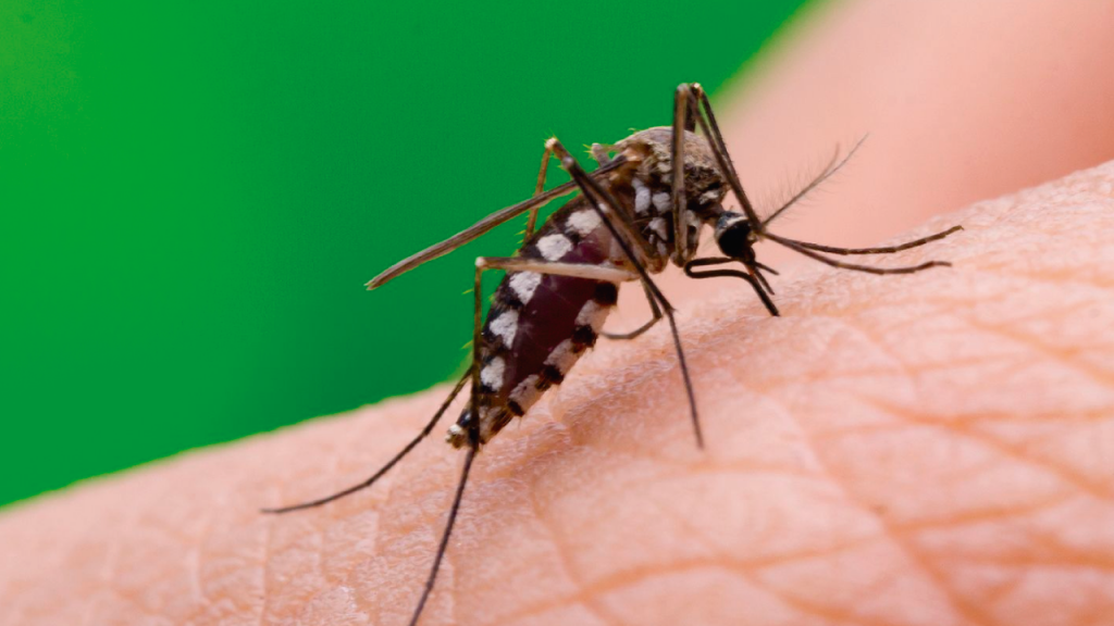 alerta sanitaria en salta confirman seis casos de chikungunya y refuerzan la prevencion comunitaria