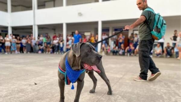 dictaran un taller practico sobre manejo de perros potencialmente peligrosos