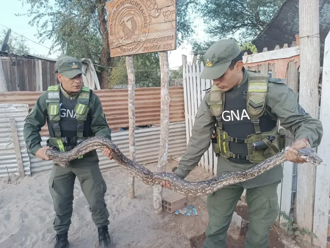 tartagal gendarmeria rescato un vibora del tipo boa constrictor la llevaban en moto video