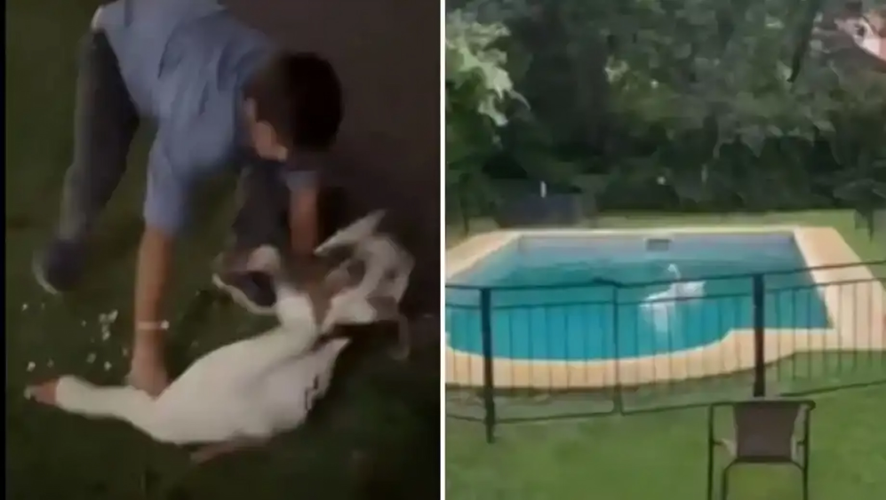 video robo dos gansos de los lagos de palermo y los llevo a nadar en su pileta