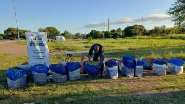 gendarmeria incauto mas de 220 kilos de hojas de coca enviados desde oran hacia buenos aires