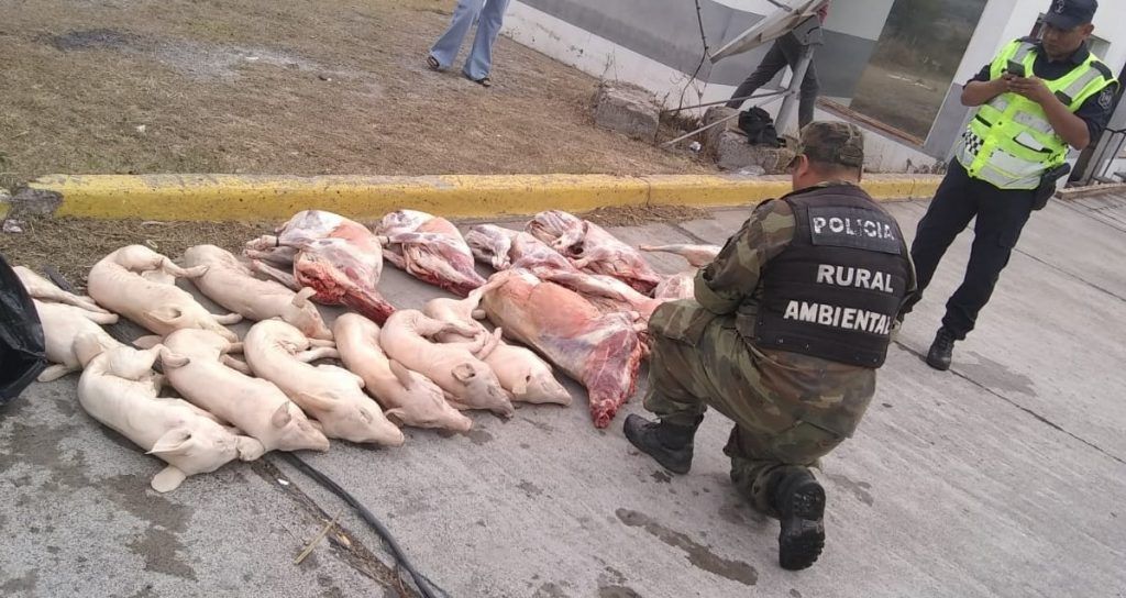 la policia decomiso cerdos y corderos sospechosamente faenados y transportados en pesimas condiciones