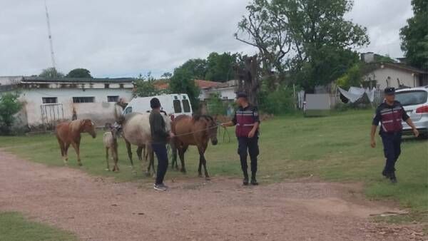 duenos de caballos sueltos en la via publica golpearon a un subcomisario para impedir que les secuestren los animales