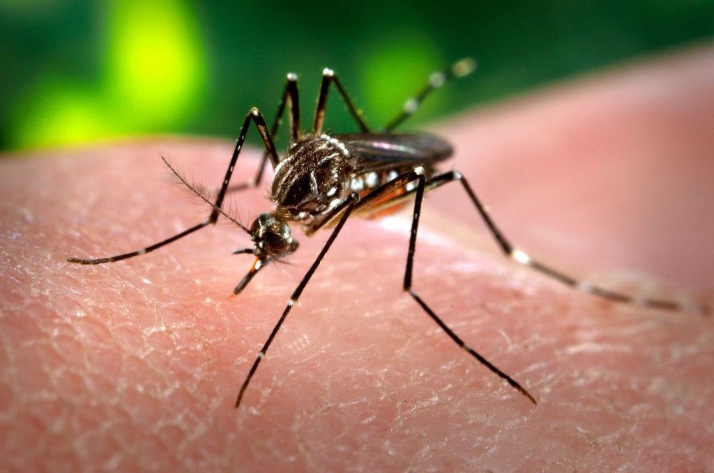 brote de chikungunya en salta confirman 51 casos y transmision local