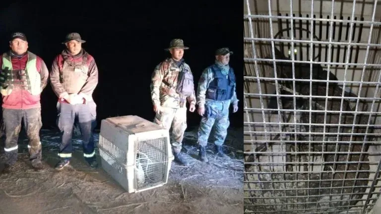 no era fake atraparon un yacare de 160 metros en finca las tipas