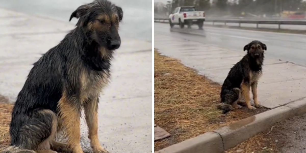 un perrito abandonado bajo la lluvia causo enojo y tristeza en redes