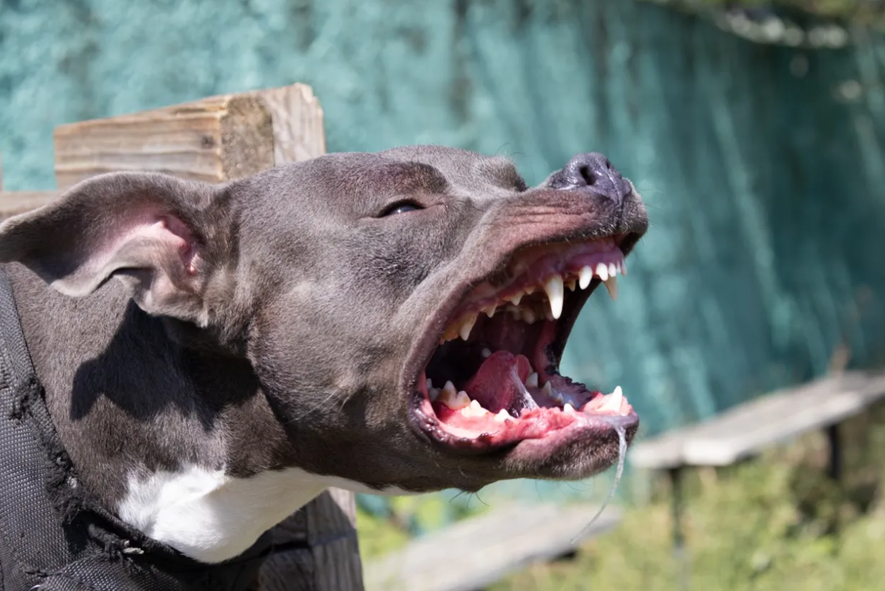 colonia santa rosa un perro ataco y mato a su duena