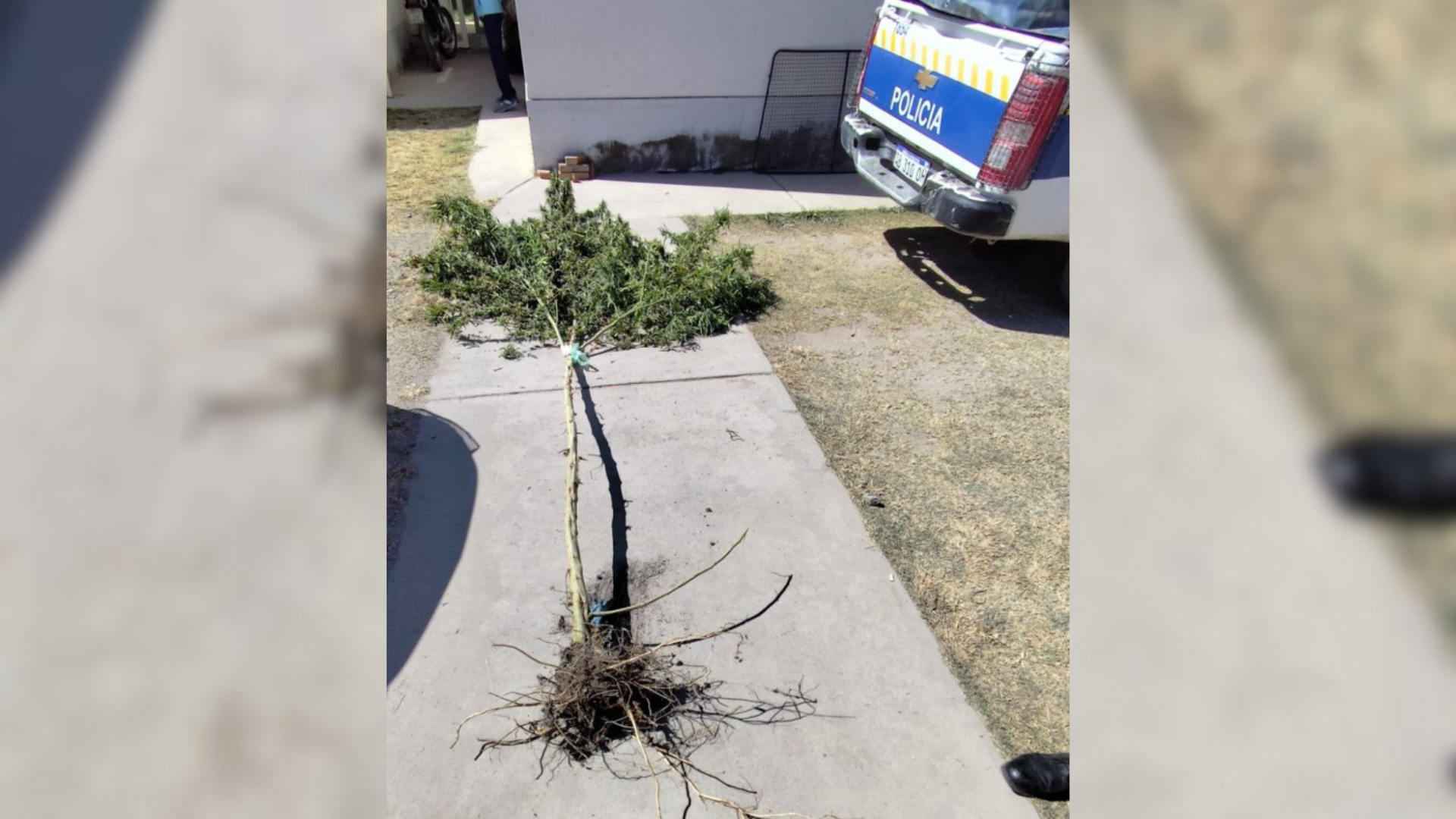 epoca de poda tenia una planta de marihuana de 5 metros en su casa