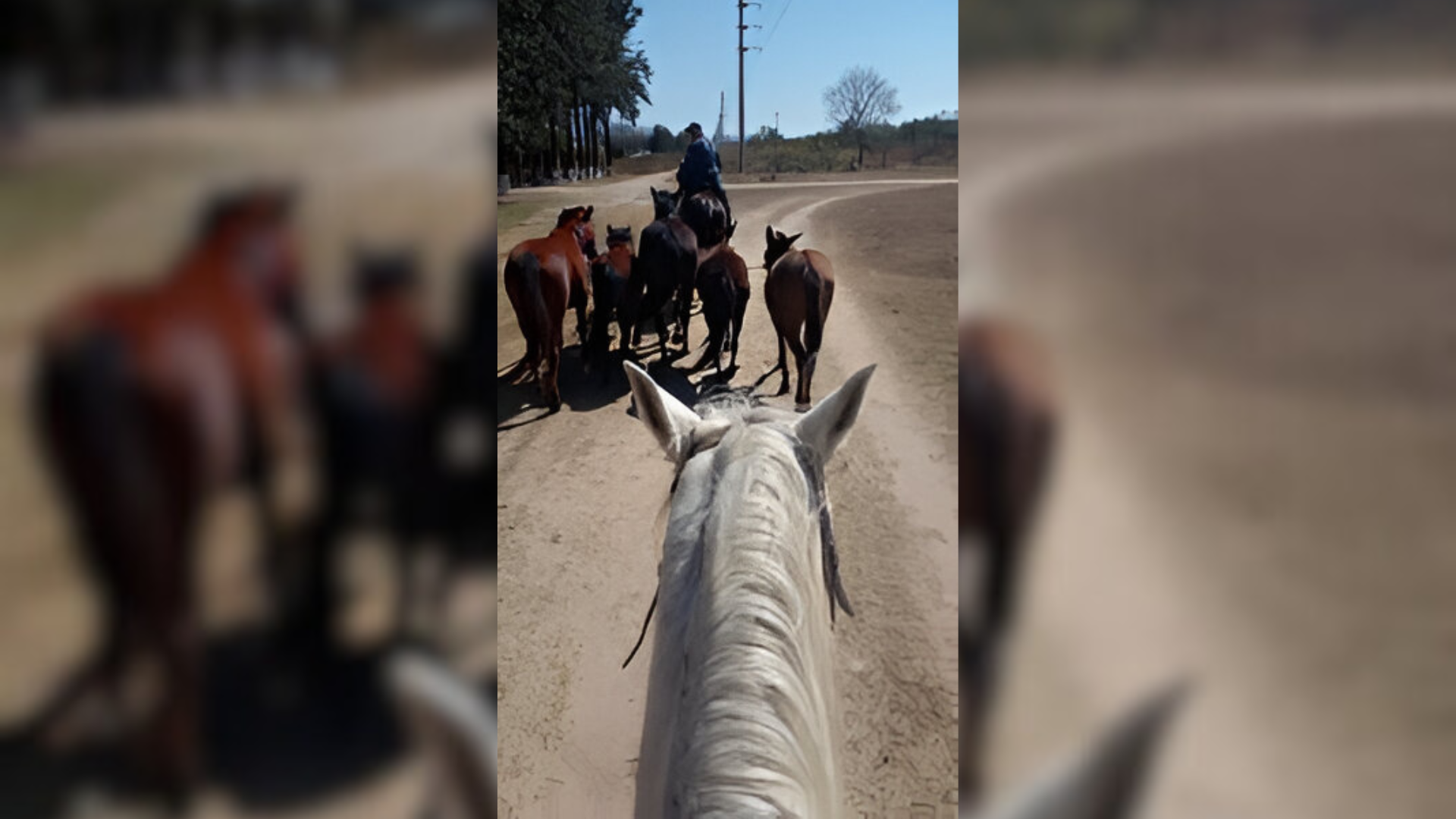 la policia continua secuestrando caballos sueltos en toda la provincia