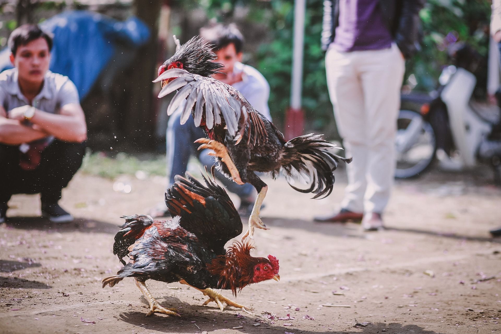 rescatan siete gallos de rina en rosario de lerma tras operativo por maltrato animal