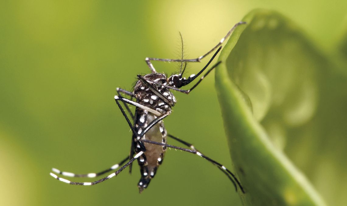 alertan que el brote de chikungunya seguira activo en salta hasta junio