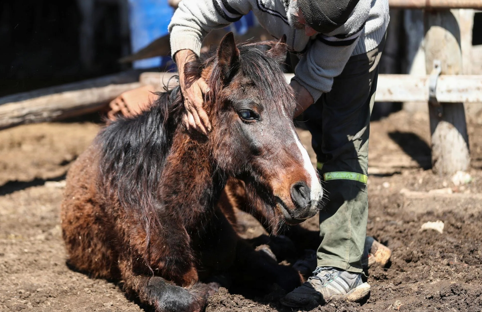 dos ninas y un hombre fueron internados por posible cuadro de encefalomielitis equina