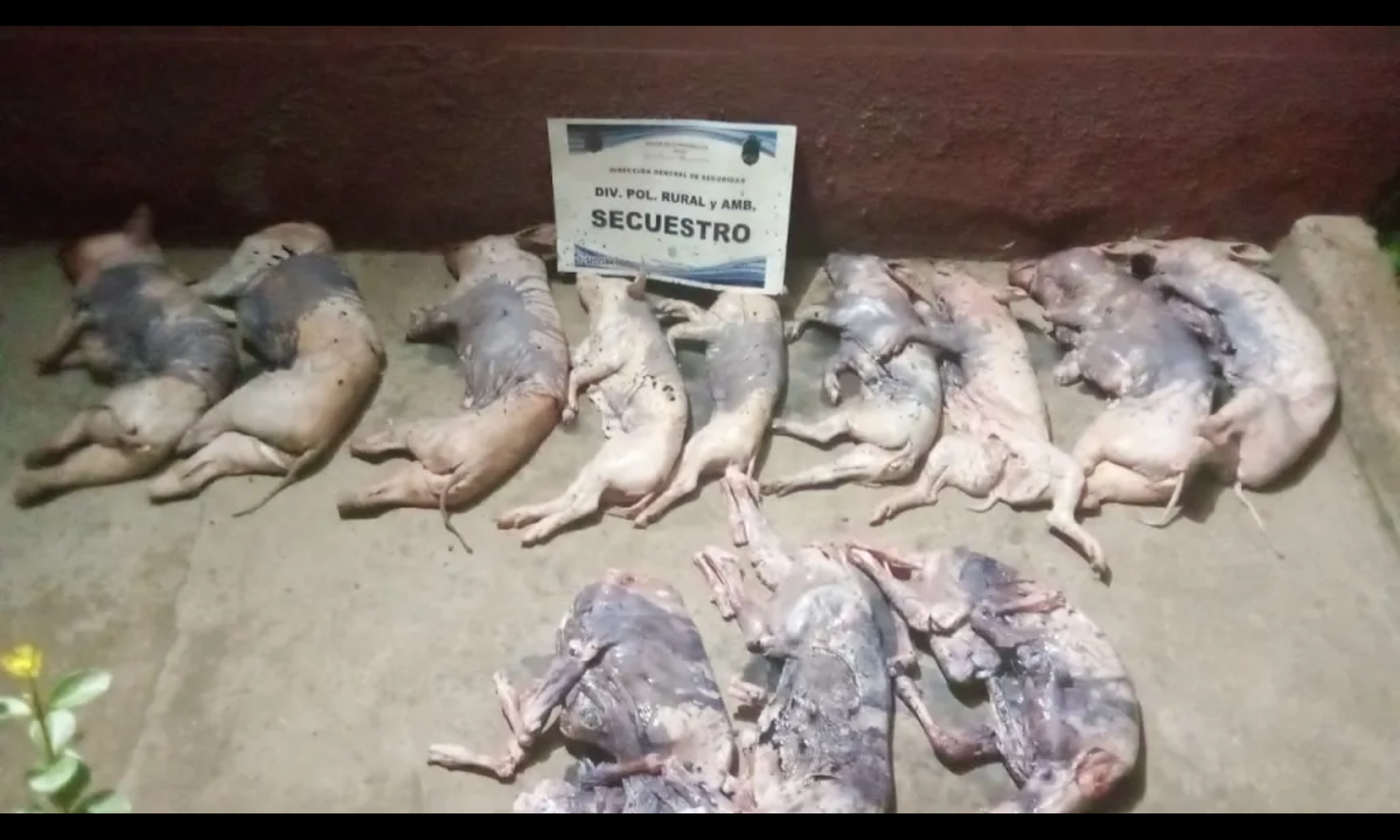 se quedaron sin la cena de nochebuena la policia decomiso carne de llama cordero cabrito y lechon