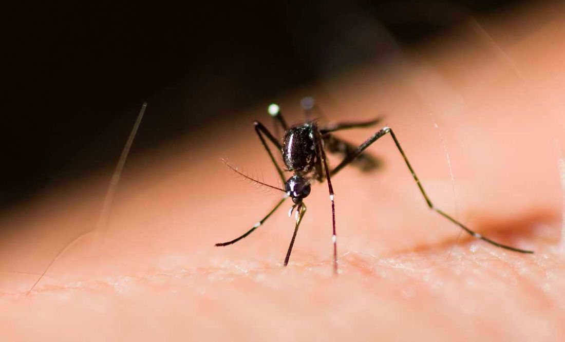 salta registro su primer caso de chikungunya es del norte salteno y tiene 13 anos
