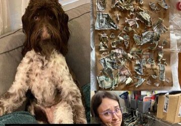 para el infarto un perro se comio casi 4 000 dolares video